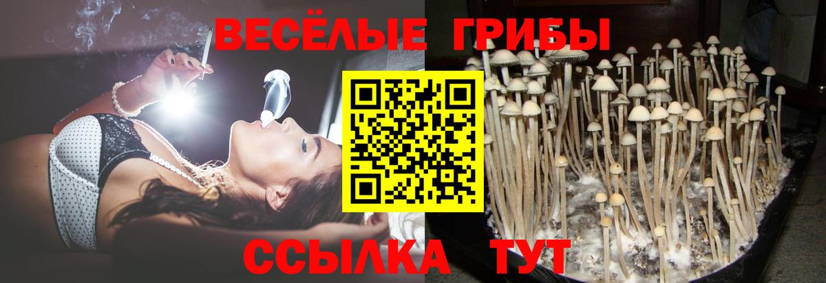 Елизово  Псилоцибиновые грибы Cubensis  Вход с VPN 